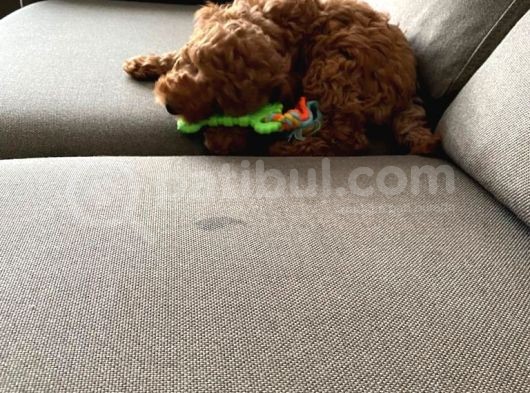 Toy Poodle 3 Aylık görsel