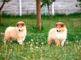 Rough Collie Yavrularımız