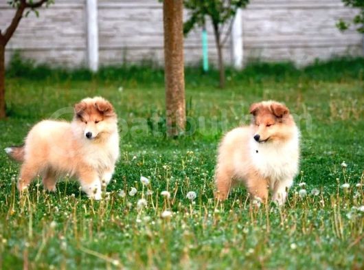 Rough Collie Yavrularımız görsel