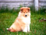 Rough Collie Yavrularımız