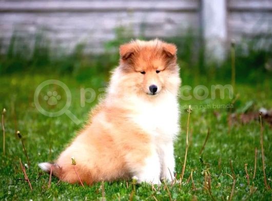 Rough Collie Yavrularımız görsel