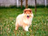 Rough Collie Yavrularımız