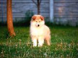 Rough Collie Yavrularımız