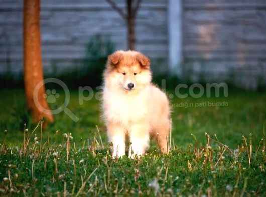 Rough Collie Yavrularımız görsel