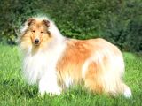 Rough Collie Yavrularımız