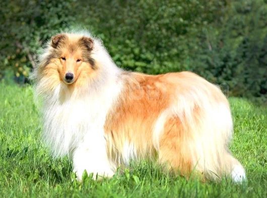 Rough Collie Yavrularımız görsel