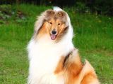 Rough Collie Yavrularımız