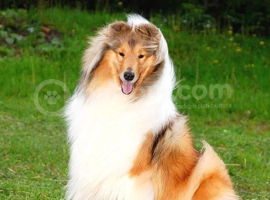 Rough Collie Yavrularımız görsel