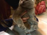 Li̇lac Scottish Fold Yavru