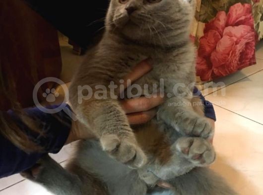 Li̇lac Scottish Fold Yavru görsel