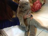 Li̇lac Scottish Fold Yavru