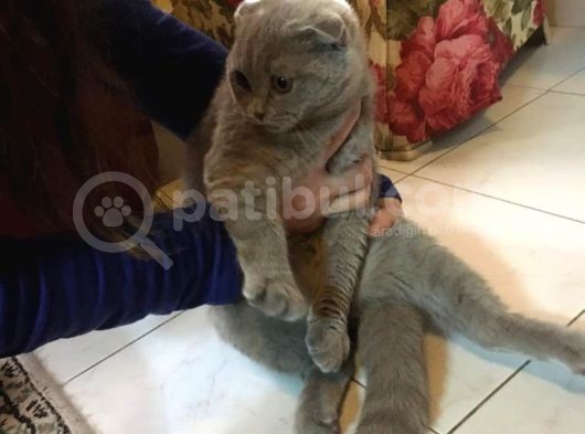 Li̇lac Scottish Fold Yavru görsel