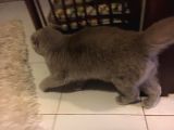 Li̇lac Scottish Fold Yavru