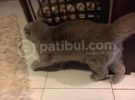Li̇lac Scottish Fold Yavru görsel
