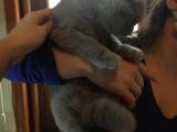 Li̇lac Scottish Fold Yavru