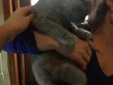 Li̇lac Scottish Fold Yavru