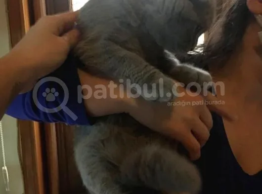 Li̇lac Scottish Fold Yavru