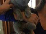 Li̇lac Scottish Fold Yavru