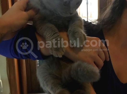 Li̇lac Scottish Fold Yavru görsel