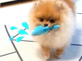 Pomerani̇an Boo Yavruları