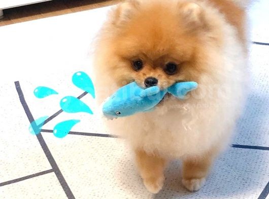 Pomerani̇an Boo Yavruları görsel