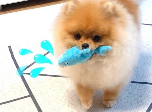 Pomerani̇an Boo Yavruları