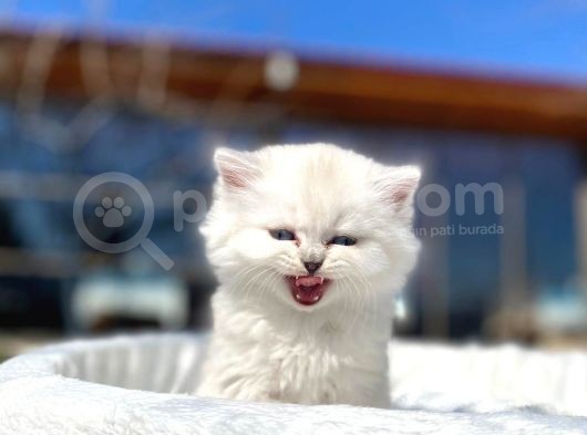 Efsane Golden Shaded Long Yavrumuz Daha Güzeli Zor görsel