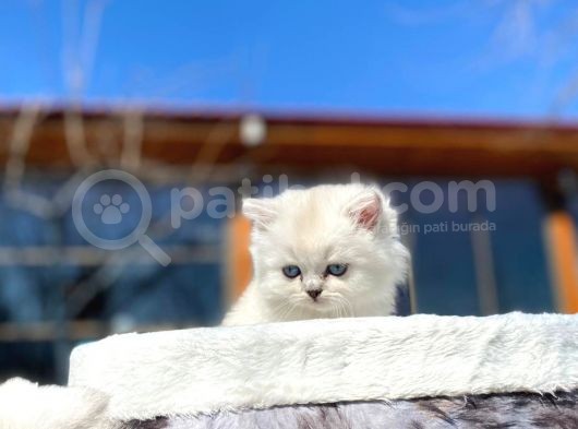Efsane Golden Shaded Long Yavrumuz Daha Güzeli Zor görsel