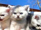 Golden Ve Silver Shaded Efsane Güzellikler