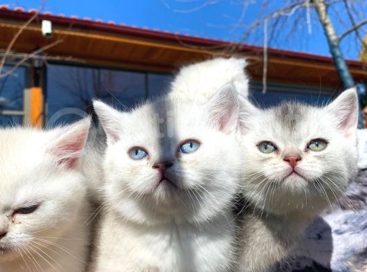 Golden Ve Silver Shaded Efsane Güzellikler görsel