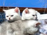 Golden Ve Silver Shaded Efsane Güzellikler