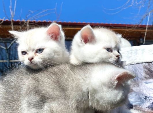 Golden Ve Silver Shaded Efsane Güzellikler görsel