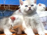 Golden Ve Silver Shaded Efsane Güzellikler