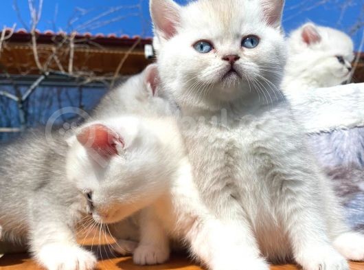 Golden Ve Silver Shaded Efsane Güzellikler görsel
