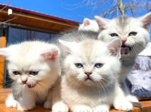 Golden Ve Silver Shaded Efsane Güzellikler görsel