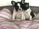 French Bulldog Yavruları