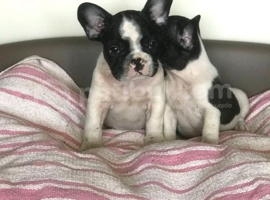 French Bulldog Yavruları görsel