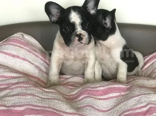 French Bulldog Yavruları