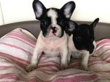 French Bulldog Yavruları