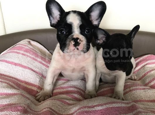 French Bulldog Yavruları görsel