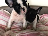 French Bulldog Yavruları