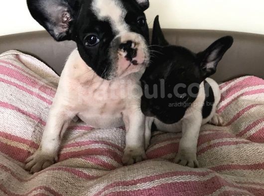 French Bulldog Yavruları görsel