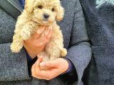 Sevi̇mli̇ Poodle Yavruları