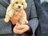 Sevi̇mli̇ Poodle Yavruları
