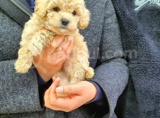 Sevi̇mli̇ Poodle Yavruları
