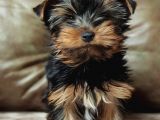 Eğitimli Microchipli Yorkshire Terrier Erkek