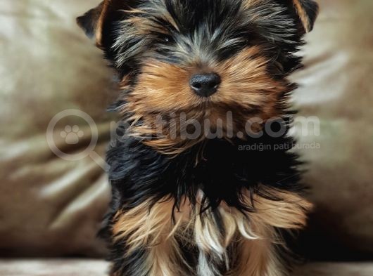 Eğitimli Microchipli Yorkshire Terrier Erkek görsel