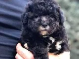 Pantom Maltipoo Yavrumuz