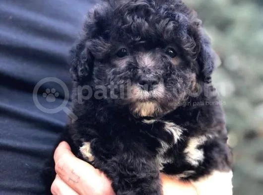 Pantom Maltipoo Yavrumuz