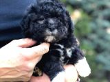 Pantom Maltipoo Yavrumuz